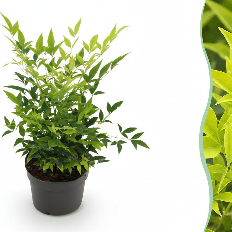 Nandina Lemon & Lime: Immergrüner Strauch, pflegeleicht, 17cm Topf