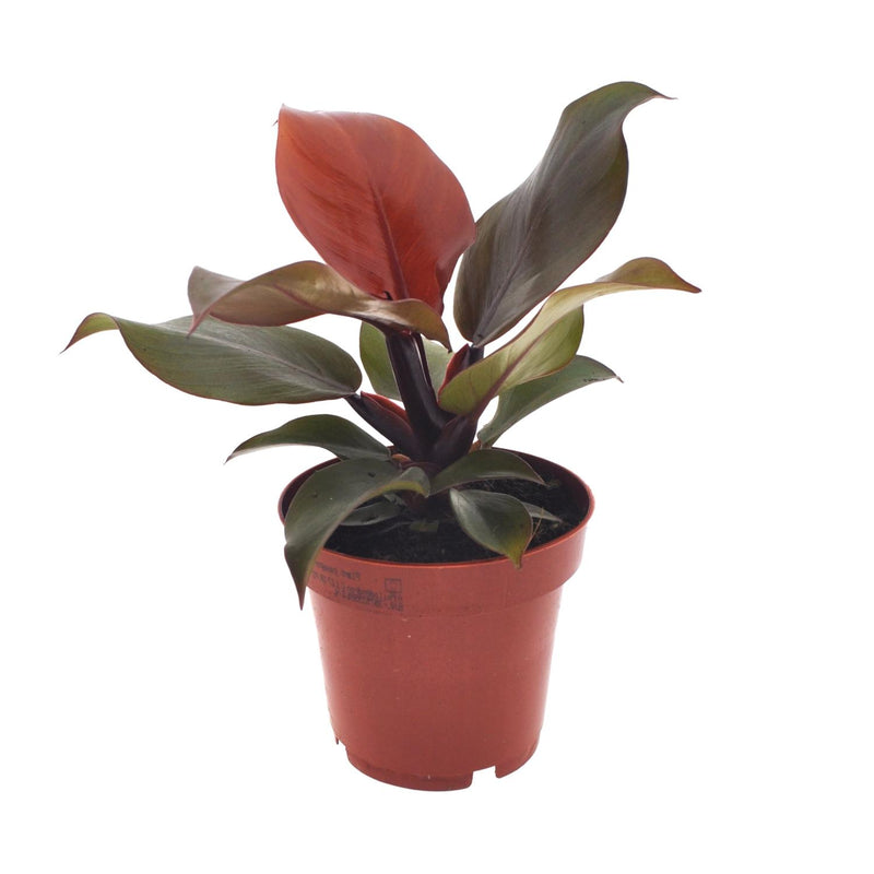 Philodendron Imperial Red: Attractive houseplant, 25cm high, Ø12cm pot