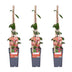 Fragrant Honeysuckle 'Belgica' - Set of 3 Climbing Plants Bild 1