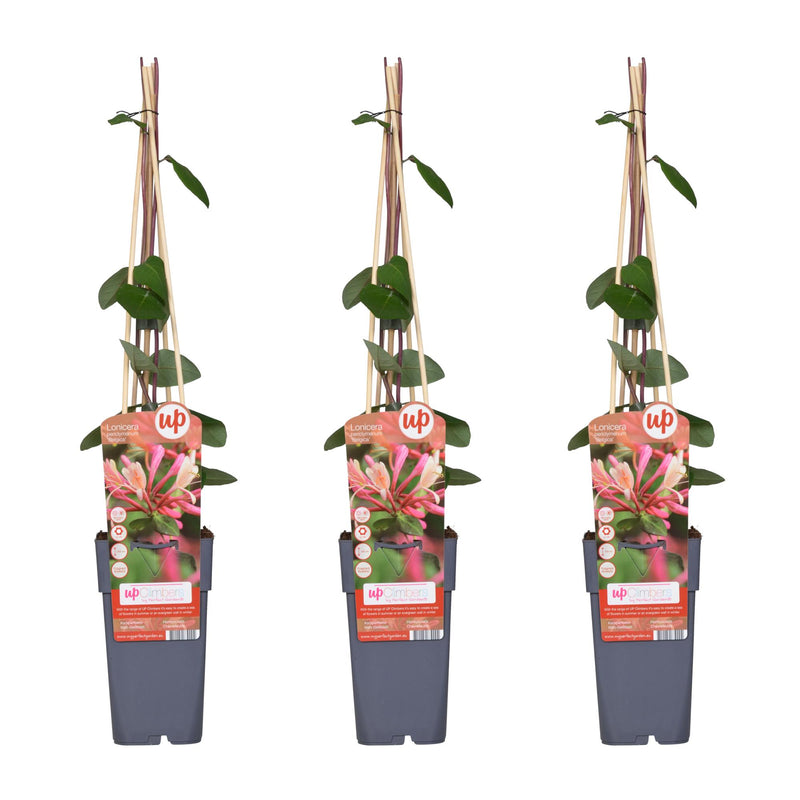 Fragrant Honeysuckle 'Belgica' - Set of 3 Climbing Plants