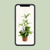 Dracaena Surculosa Ø17cm ↕55cm - Luftreinigender Dragontree Bild 5