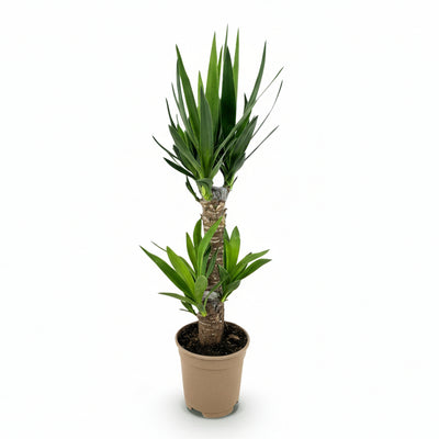 Green boutiQ - Zimmerpflanze - Yucca elephantipes - Yucca - Pflegeleicht - Grün - 1 - Topf 17cm - Höhe 75cm