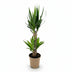 Green boutiQ - Zimmerpflanze - Yucca elephantipes - Yucca - Pflegeleicht - Grün - 1 - Topf 17cm - Höhe 75cm Bild 2