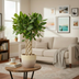 Ficus Benghalensis Audrey geflochtene Matte - 150 cm Bild 2