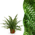 Zimmerfarn Schwertfarn Green Lady, Topf 12cm, Höhe 25cm Bild 1