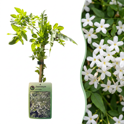 2x Echter Jasmin 'Mayleen' - Kletterpflanze im 9cm Topf, 35cm hoch
