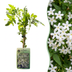 2x Echter Jasmin 'Mayleen' - Kletterpflanze im 9cm Topf, 35cm hoch Bild 1