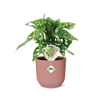Monstera 'Monkey Leaf' im Topf ELHO Vibes Fold 14cm rosa