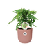 Monstera 'Monkey Leaf' in ELHO Vibes Fold 14cm pink pot Bild 1