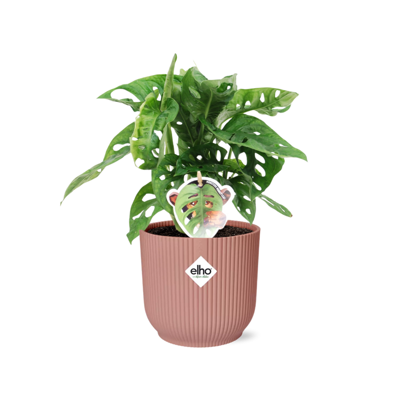Monstera 'Monkey Leaf' in ELHO Vibes Fold 14cm pink pot