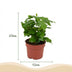 Kaffeepflanze Coffea Arabica, pflegeleicht, 15-20cm, Topf 12cm Bild 2