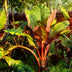 GreenboutiQ Bananenpflanze Ensete ventricosum Maurelli, 4 Pflanzen Bild 5