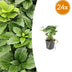 24x Immergrüne Bodendecker Pachysandra terminalis (10-25cm) Bild 1