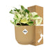 Epipremnum Pinnatum Happy Leaf im Topf ELHO Vibes Fold 14 cm gelb Bild 4
