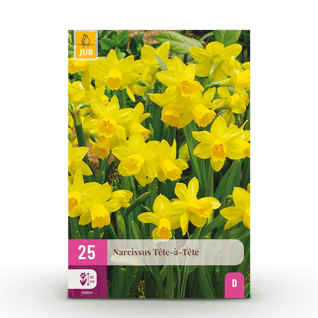 GreenboutiQ - Blumenzwiebeln - Narzisse Tete-A-Tete - Bulbs Hardy Perennial - Farbe Gelb - 25 Stück - Zwiebelgröße 10/11 - XXL Pack