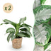 Green boutiQ - Zimmerpflanzen - Aglaonema Silver Bay - Silberblatt - Wenig Pflege - mit Korb - Silber - 2 Pflanzen - Topf 17cm - Höhe 70-75cm Bild 1
