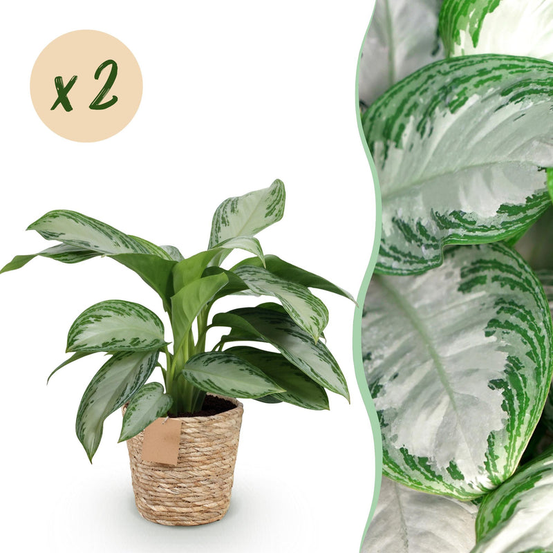 Green boutiQ - Zimmerpflanzen - Aglaonema Silver Bay - Silberblatt - Wenig Pflege - mit Korb - Silber - 2 Pflanzen - Topf 17cm - Höhe 70-75cm