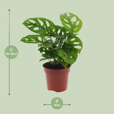 Monstera Monkey Leaf (Lochpflanze) - Ø12cm - Topfgröße