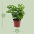 Monstera Monkey Leaf (Lochpflanze) - Ø12cm - Topfgröße Bild 2