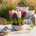 GreenboutiQ - Flower Bulbs - Hyacinth Pastel mix - Bulbs Hardy Perennial - Various Pastel Colors - 10 Pieces - Bulb Size 14/15 - XXL Pack Bild 4