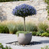 GreenboutiQ Ceanothus thyrsiflorus Repens Stamm-Pflanze, Lila Blüte Bild 8