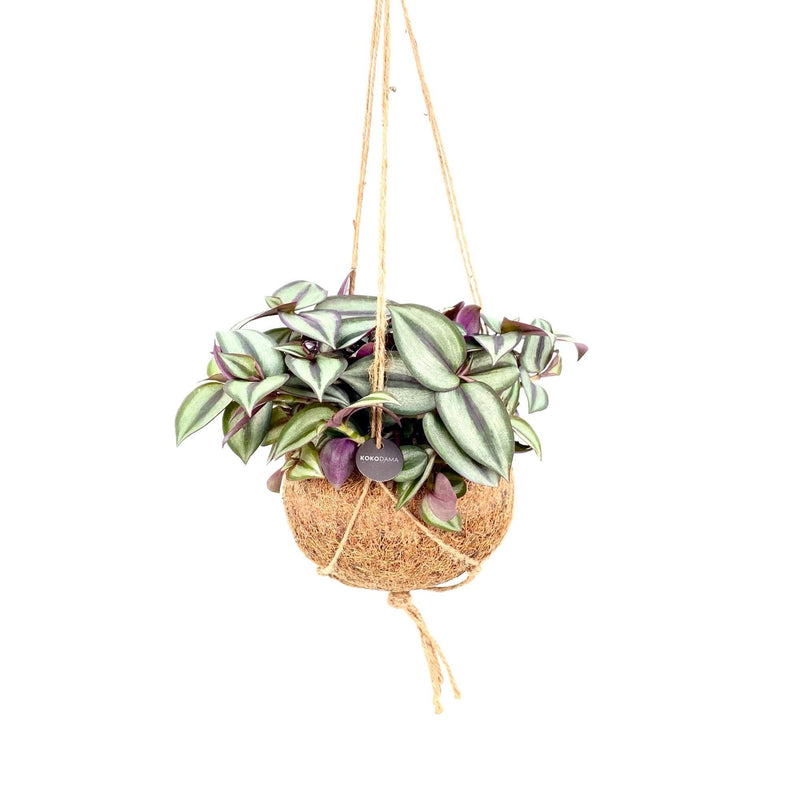 Kokodama Tradescantia zebrina hängend - Ø15 cm