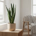 Sansevieria Zeylanica (Decorum) Ø14cm - ↕55cm Bild 3