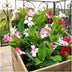 Dipladenia Mix - 2 x Mandevilla pink - 2 x Mandevilla white - 2 x Mandevilla red Ø12 cm - ↕25 cm Bild 4