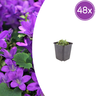 48x Campanula portenschlagiana (Dalmatiner-Glockenblume) im 9cm Topf