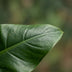 Philodendron Imperial Green Zimmerpflanze – 65cm, Topf 19cm Bild 4