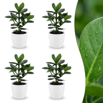 Green boutiQ - Clusia Princess - Clusia - 4 Plants - with White Pot - Pot 12cm - Height - 40cm
