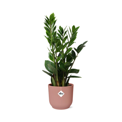 ZZ-Pflanze (Zamioculcas) 45-50cm, rosa ELHO Topf