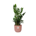 ZZ-Pflanze (Zamioculcas) 45-50cm, rosa ELHO Topf Bild 1