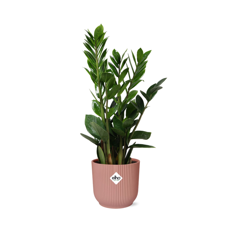 ZZ-Pflanze (Zamioculcas) 45-50cm, rosa ELHO Topf
