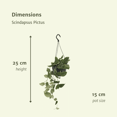 Scindapsus Pictus (Epipremnum) - 2er-Set, Ø15cm, H20cm