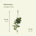 Scindapsus Pictus (Epipremnum) - Set of 2, Ø15cm, H20cm Bild 2