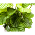 Calathea Orbifolia Ø27cm - Große Blätter, silbrig-grün, pflegeleicht Bild 4