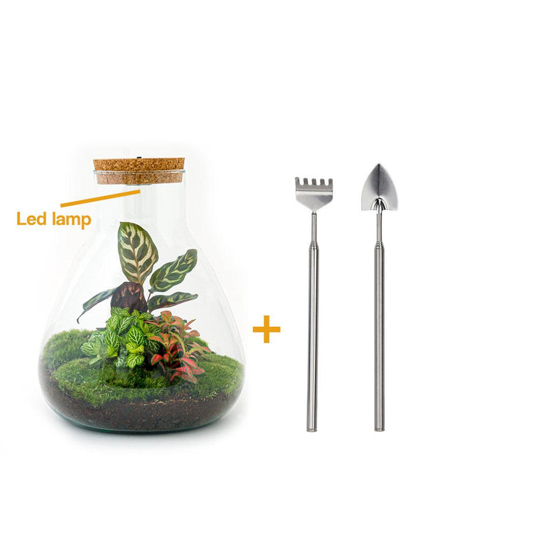 Bottle Garden Set: Calathea, Lamp & Accessories - Ready to go!