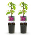 Clematis Westerplatte: Easy-care climbing plant, 2 plants, 11cm pot Bild 2