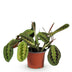 Green BoutiQ Maranta Fascinator Tricolor - Prayer Plant - 12cm Pot Bild 2