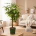 Pachira Aquatica Money Tree, green, 160 cm, Ø30 cm pot Bild 2