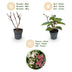 Gartenhortensie 'Living Infinity' – Winterhart, Weiß, 12cm Topf Bild 4