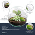 Bottle Garden Dome: DIY Plant Terrarium Set with Fittonia & Calathea Bild 2