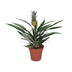 Exotic Pineapple Plant (Bromelia) – Tropical Flair for Your Home, 30cm Bild 1