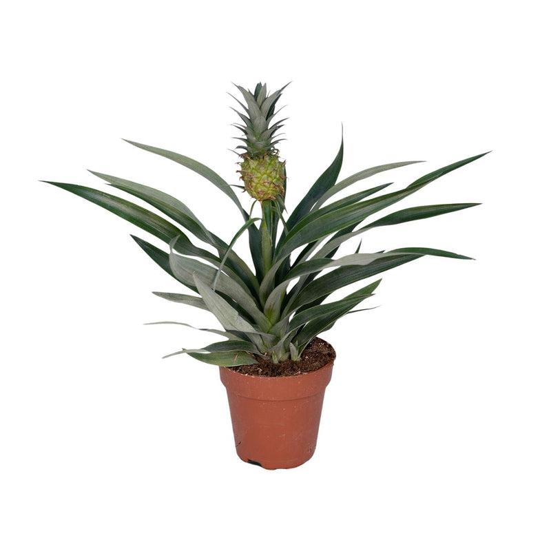 Exotic Pineapple Plant (Bromelia) – Tropical Flair for Your Home, 30cm