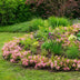 Zwergrhododendron Bloombux Magenta - 2 Pflanzen Bild 7