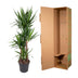 Yucca Elephantipe (Elefantenpalme) - 180 cm - Ø34 cm Bild 4