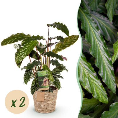 Green boutiQ - Zimmerpflanzen - Calathea Rufibarba - Pfauenpflanze - Wenig Pflege - mit Korb - Grün - 2 Pflanzen - Topf 17cm - Höhe 55-60cm