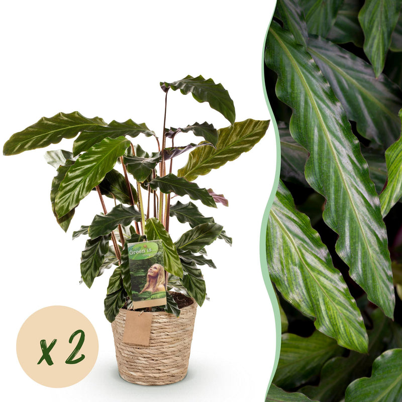 Green boutiQ - Zimmerpflanzen - Calathea Rufibarba - Pfauenpflanze - Wenig Pflege - mit Korb - Grün - 2 Pflanzen - Topf 17cm - Höhe 55-60cm