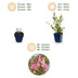 Green boutiQ - Perennials - Gaura lindh. Florgauros - Beeblossom - Bee and Butterfly Magnets - Pink - 6 Plants - 11cm Pot - 15-25cm Height Bild 4
